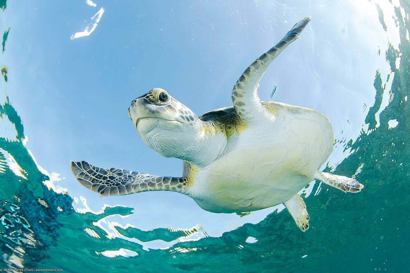 Où et quand voir les tortues marines en Floride ?