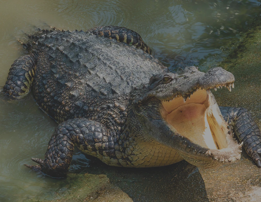 Excursion aux Everglades au départ de Miami